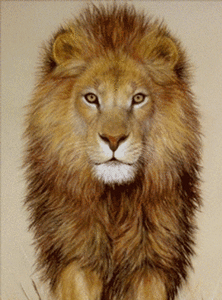 Gif animé lion regard
